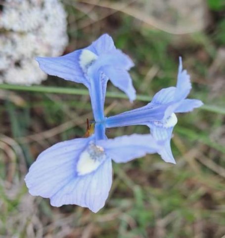 Moraea tripetala windblown 